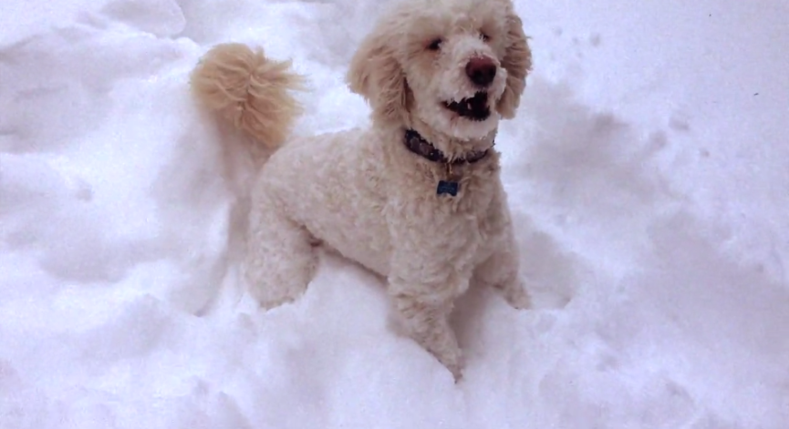 Snow Dogs