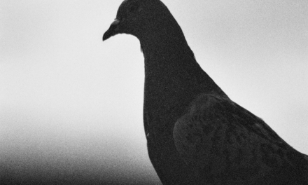 Design Dump Feb 2026